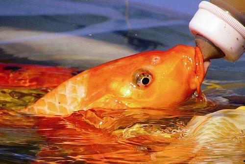 锦鲤萌宝助我成传奇,助力成就传奇人生之旅  第2张