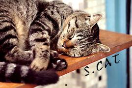 我的心里住着一只猫,探寻内心猫性的温暖寓言 第2张 我的心里住着一只猫,探寻内心猫性的温暖寓言 第2张