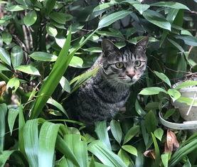 我的心里住着一只猫,探寻内心猫性的温暖寓言 第3张 我的心里住着一只猫,探寻内心猫性的温暖寓言 第3张