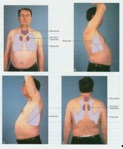呼吸正常,揭秘人体正常呼吸的奥秘 第2张 呼吸正常,揭秘人体正常呼吸的奥秘 第2张