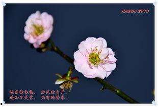 梅花印记 第3张 梅花印记 第3张