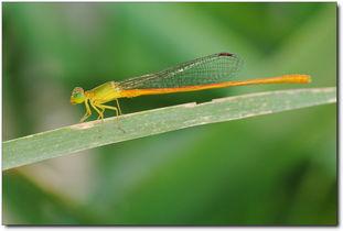 世纪虫,揭秘神秘生物的传奇故事