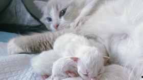 锦鲤小仙君驾到坏东西通通闪开,邪祟退散，好运连连  第2张