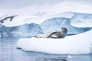 南纬 65° 的观测,揭秘神秘南极圈的自然奇观与探险故事 第2张 南纬 65° 的观测,揭秘神秘南极圈的自然奇观与探险故事 第2张